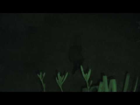 Youtube: Marderpaarung bei Nacht / Marten copulation at night