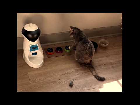 Youtube: "Mad" A Short Film Starring Billi the Cat
