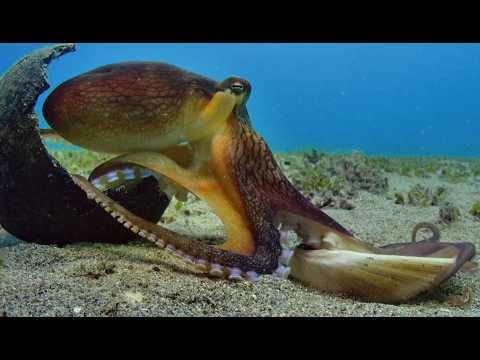 Youtube: Roboter-Spion-Oktopus: Freundschaft wächst mit Kokosnuss-Oktopus