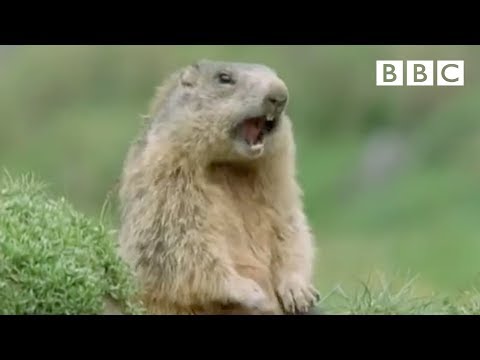 Youtube: Funny talking animals: Alan!.. Alan!.. Steve! | Walk on the Wild Side - BBC