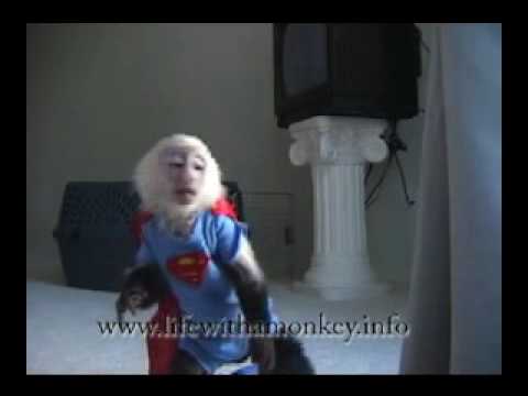 Youtube: Pet monkey