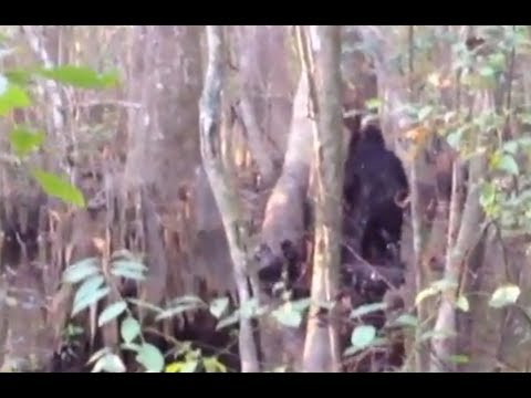 Youtube: I think i saw a skunk ape - please help