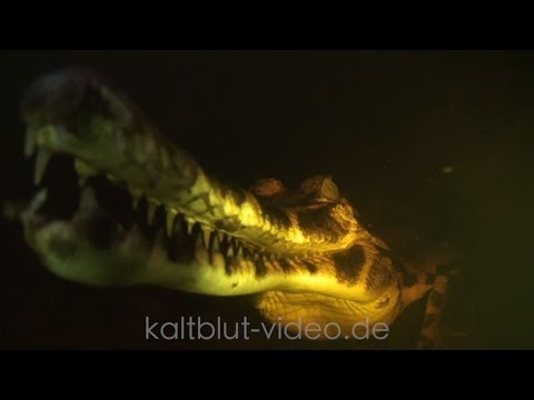 Youtube: Sunda-Gavial, False Gharial, Tomistoma, Crocodile, Buaya