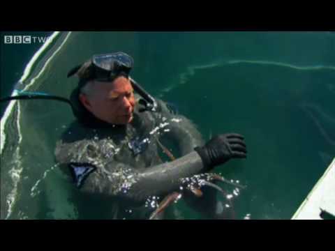 Youtube: Last Chance To See - A Deadly Biting Squid - BBC Two