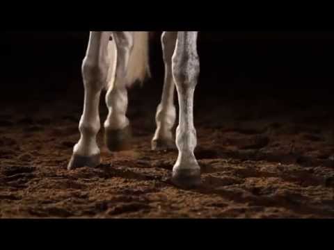 Youtube: Beautiful Horse Tribute
