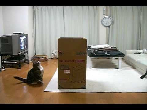 Youtube: 大きな箱とねこ。