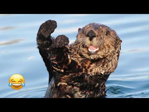 Youtube: Cute Otter Videos Try Not To Laugh Funny Compilation