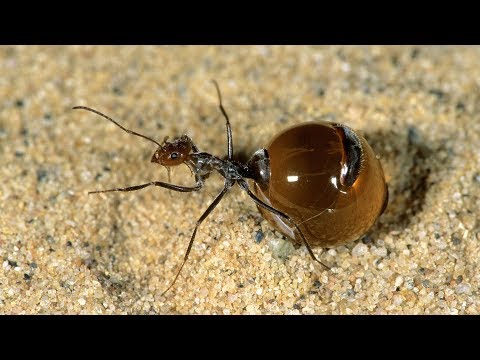 Youtube: Die skurrilsten Ameisen der Welt - Doku 2018 (NEU in HD)
