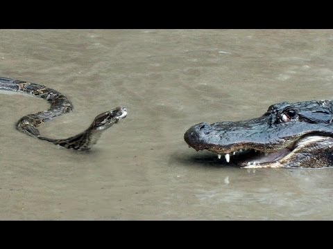 Youtube: Python vs Alligator 01 - Kampf - Python Angriff auf Alligator