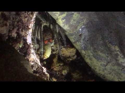 Youtube: Red Fang Wandering Spider - Night Time Feeding!