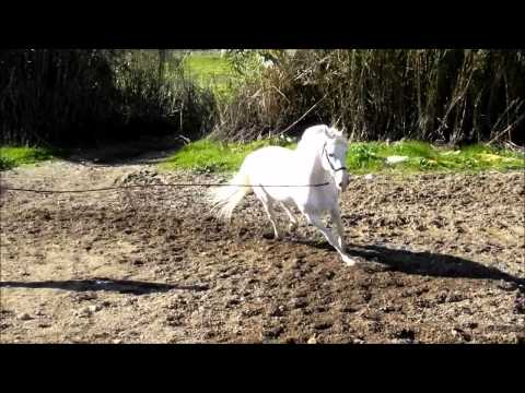 Youtube: Vikingo PRE stallion *Lunged