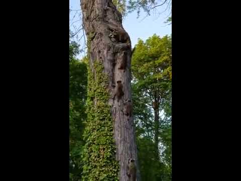 Youtube: Raccoon mother and baby climbing a tree