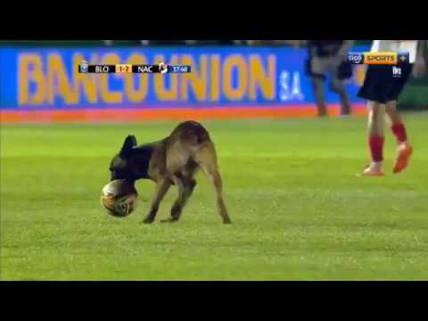 Youtube: El perro que se robo la pelota en pleno partido