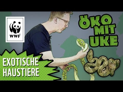 Youtube: Exotische Tierarten zu Hause halten? Nein danke! | WWF Deutschland