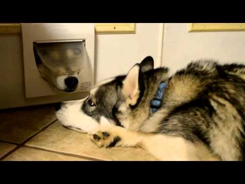 Youtube: Funniest Siberian Husky Video - Siberian Huskies
