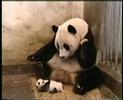 Youtube: Panda-(Baby)-Nieser