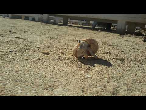 Youtube: Tiere vor osakis kamera 5