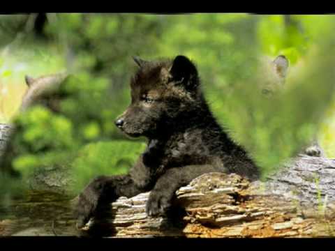 Youtube: ♥  Wolf s Welpen ♥ Little Wolf 7