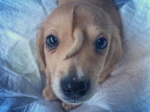 Youtube: Abandoned 'unicorn' puppy has tail on his head and he's completely magical - Today News