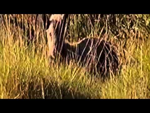 Youtube: Possible Evidence of Living Tazmanian Tigers