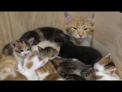Youtube: 14 Kitten -- Aus dem Leben einer Katzenmama