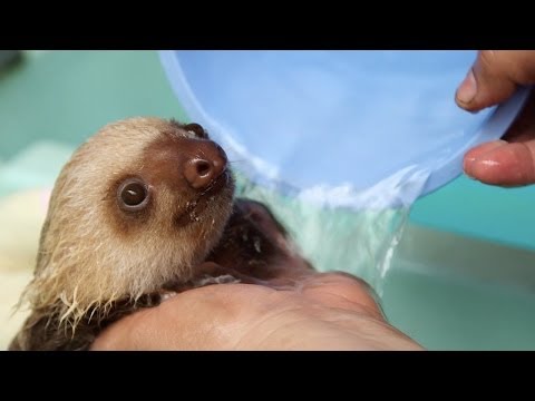 Youtube: How a Sloth Gets a Bath