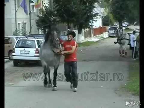 Youtube: Pferd tritt Idiot ins Gesicht