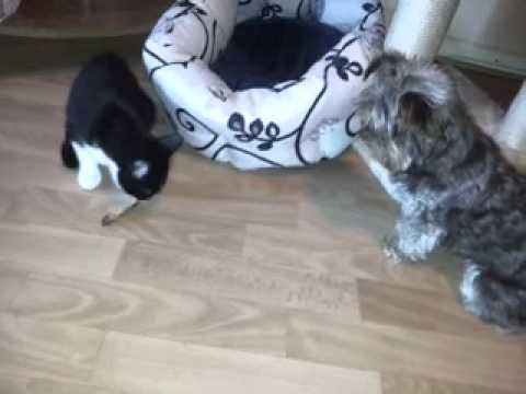 Youtube: Verkehrte Welt! Katze frisst den Knochen!