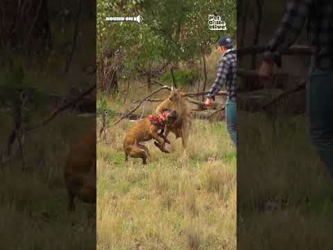 Youtube: Man Punches Kangaroo to Rescue Dog!