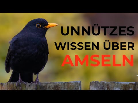 Youtube: Unnützes Wissen über Amseln