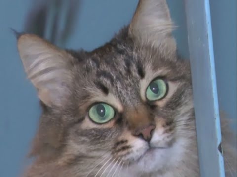 Youtube: Moskau - Katze rettet Baby vorm Kältetod