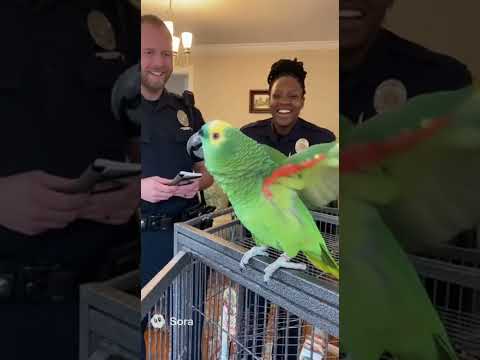 Youtube: Talking Parrot Makes Police LOL. #shorts #parrot #FunnyParrot