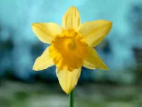 Youtube: Kotzende Blume