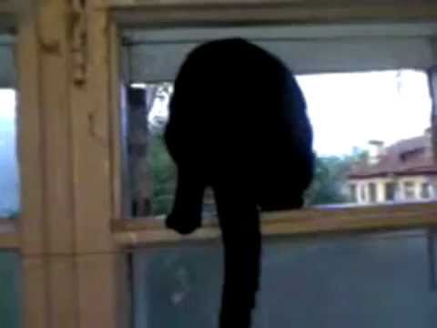 Youtube: Auf frischer Tat ertappt: Russische Katze bellt wie ein Hund