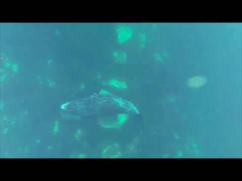 Youtube: Snippet: Watch a bowhead whale rubbing against rocks to help shed its skin