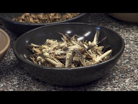 Youtube: Alternative Esskultur: Insekten als Fleischersatz | SPIEGEL TV