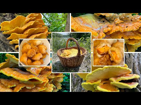 Youtube: Schwefelporling Verwechslung & Zubereitung | Chicken of the Woods | Huhn des Waldes | Rezept