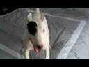 Youtube: super eeyore--mini bull terrier jumping on bed