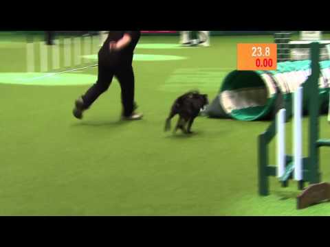 Youtube: HILARIOUS - Dog takes a dump (poop) on TV