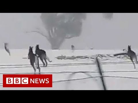 Youtube: Kangaroos enjoy rare snow in Australia - BBC News