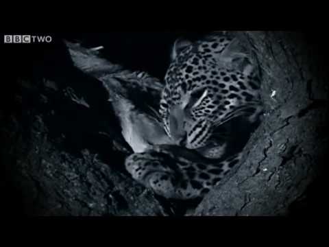 Youtube: Night Hunting - Natural World 2009-2010: Secret Leopards - Preview - BBC Two