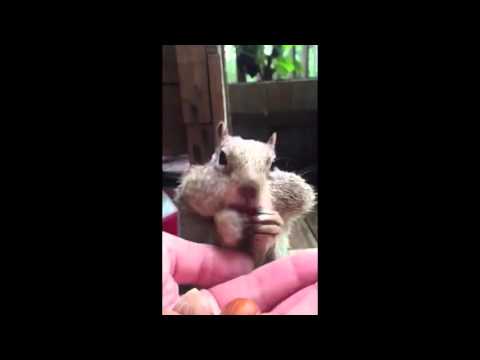 Youtube: Squirrel Fills his Cheeks with Chestnuts