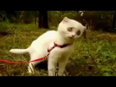 Youtube: Cat Om Nom Nom on Grass