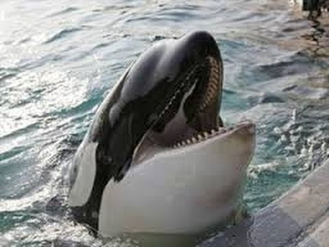 Youtube: Orca Whale Eats A Halibut Right Off A Fisherman's Hook