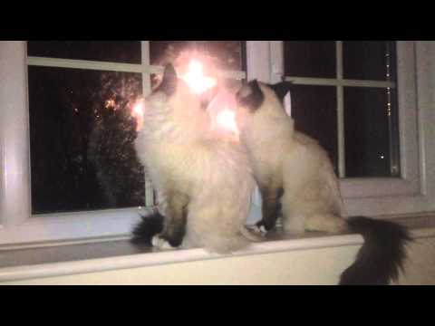 Youtube: Cats Watching Fireworks