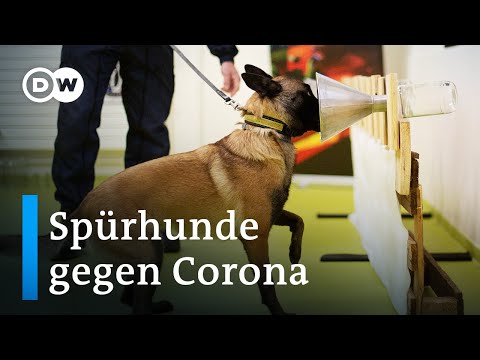 Youtube: Finnland setzt beim Coronatest auf Spürhunde | Fokus Europe