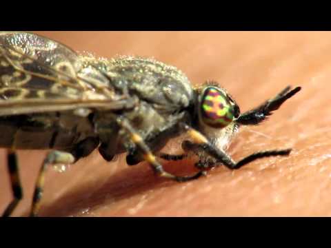 Youtube: Suppupaarma - Haematopota pluvialis