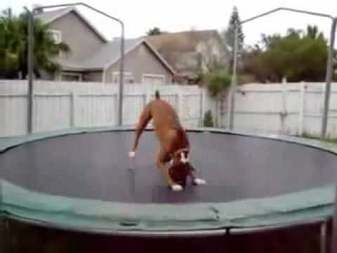 Youtube: Verrückter Hund am Trampolin