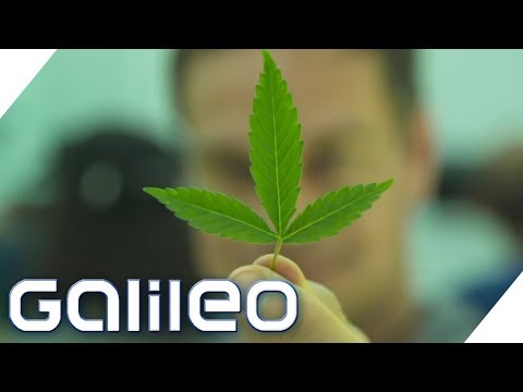 Youtube: Krasser Cannabis-Boom in den USA | Galileo | ProSieben