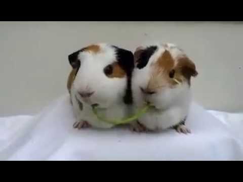 Youtube: Guinea Pigs eating